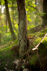 Pień drzewa © Stefan