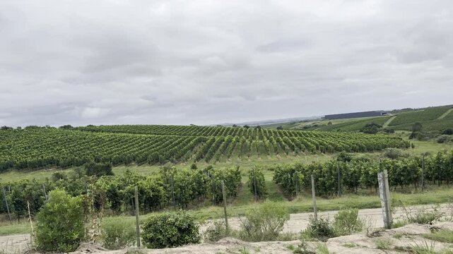 Vi&ntilde;edos camino Garz&oacute;n, Uruguay