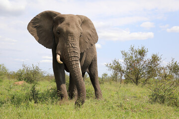 Fototapeta premium Afrikanischer Elefant / African elephant / Loxodonta africana