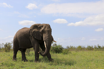Fototapeta premium Afrikanischer Elefant / African elephant / Loxodonta africana
