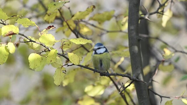 Blue Tit Cyanistes caeruleus Perched on a Branch with Yellow Leaves, Observing Its Surroundings in Slow Motion.