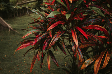 croton bush in the garden red leaves