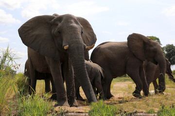 Obraz premium Afrikanischer Elefant / African elephant / Loxodonta africana