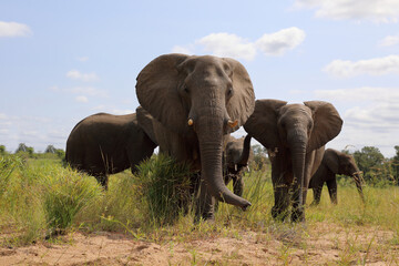Fototapeta premium Afrikanischer Elefant / African elephant / Loxodonta africana