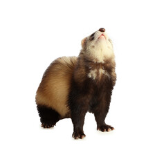 Cute ferret on white background. Domestic pet