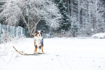 A dog with black, white, and brown fur stands on snow holding a stick. Frost covered trees, a wire fence, and a forested area are visible in the background.