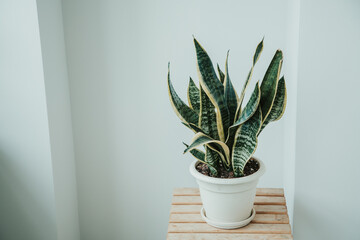 sansevieria in a white room