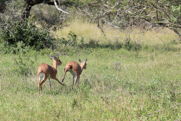 Afrikanischer Steinbock / Steenbok / Raphicerus campestris.