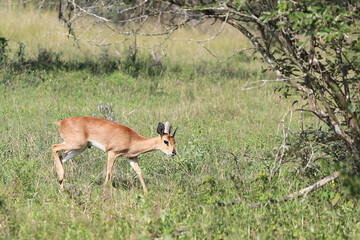 Afrikanischer Steinbock / Steenbok / Raphicerus campestris