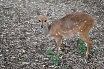 Buschbock / Bushbuck / Tregelaphus scriptus.