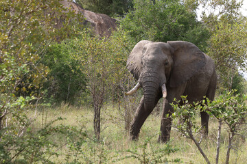 Afrikanischer Elefant / African elephant / Loxodonta africana