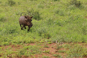 Warzenschwein / Warthog / Phacochoerus africanus