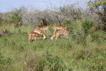 Schwarzfersenantilope / Impala / Aepyceros melampus.