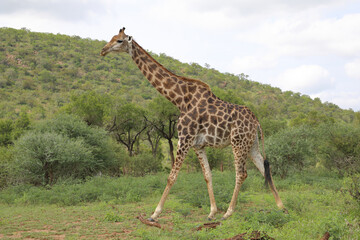 Giraffe / Giraffe / Giraffa camelopardalis