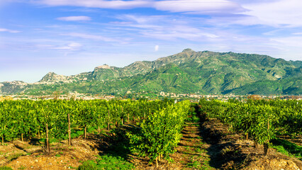 Naklejka premium nature background of green fruit garden at sunset or sunrise with rows of gerden plantation with young summer trees