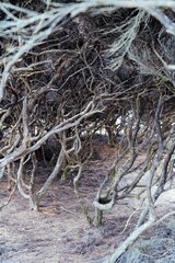 Dense, gnarled coastal scrub. Twisted manuka branches create a unique, natural pattern. Nature's artistry. Opononi, Hokianga Harbour, Northland, NZ