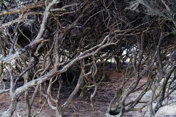 Dense, gnarled coastal scrub. Twisted manuka branches create a unique, natural pattern. Nature's artistry. Opononi, Hokianga Harbour, Northland, NZ