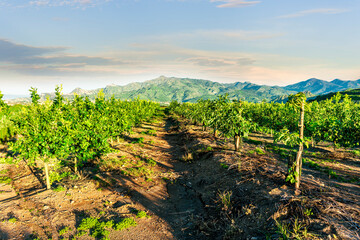 green spring garden landscape with beautiful mountaind and clouds on background. Agricultural...