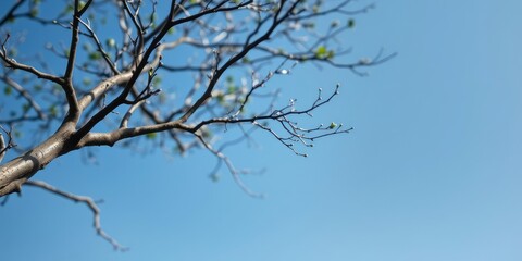 Delicate tree limbs curve against the vibrant blue expanse with subtle shades of green and brown, wooden, wilderness