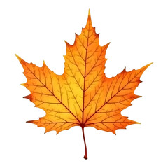 Fototapeta premium Bright Orange Maple Leaf on White