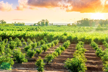 green rows of fruit trees on a farmland plantation during sunrise or sunset in beautiful summer...