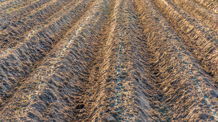 Rows of furrows on Agricultural landscape near a farm, a plowed field in the countryside. The plough is a technique used in agriculture to fertilize a land
