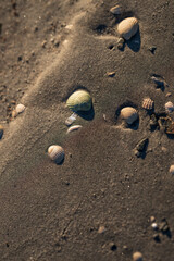 seashells scattered on sandy beach at sunset.