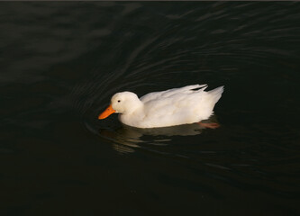 Single American Pekin or White Pekin duck swimming in the lake. 