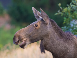Moose in Kadyny village summer time