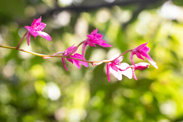 Hermosa orquídea silvestre con pequeños  pétalos rosados