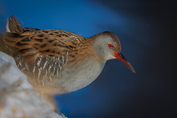 Close-up a water rail stands on the snow ground near the water perpendicular to the camera lens on a sunny winter day. 