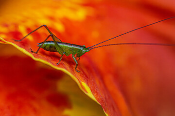 Grasshopper on orange leaf