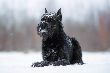 Adorable black Giant Schnauzer dog with cropped ears posing outdoors lying down on a snow in winter