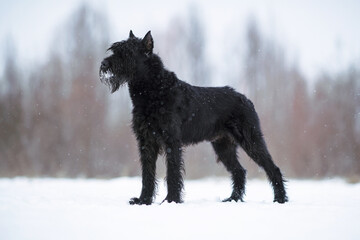 Adorable black Giant Schnauzer dog with cropped ears posing outdoors standing on a snow in winter