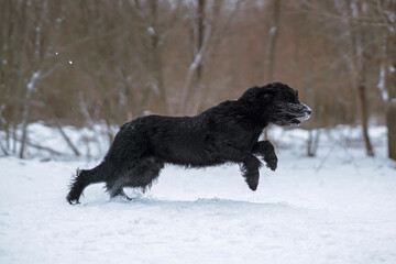 Black Giant Schnauzer dog with cropped ears running fast on a snow in winter