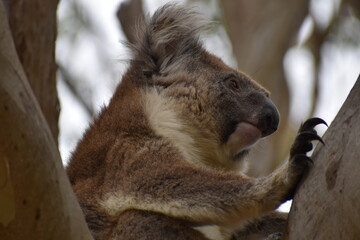 Un koala sur Kangaroo Island ou île Kangourou Grande Baie australienne (océan Indien) AUSTRALIE 