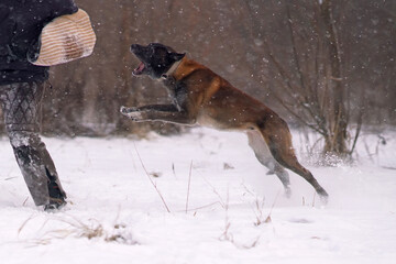 Belgian Shepherd dog Malinois attacking the decoy to bite a special soft sleeve during the protection training time outdoors in winter