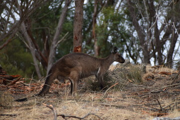 Un kangourou sur Kangaroo Island ou île Kangourou Grande Baie australienne (océan Indien) AUSTRALIE 