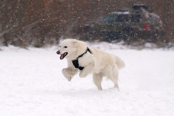 Active long-haired White Swiss Shepherd dog with a black training harness running outdoors on a snow in winter