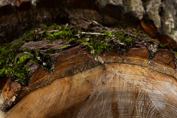 close up of a tree trunk
