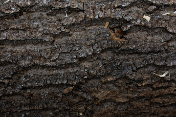 bark of a tree