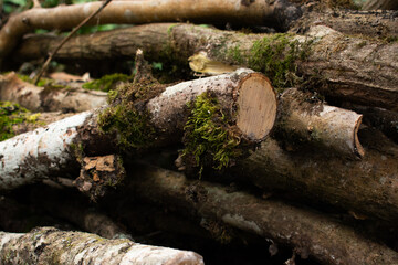 Fototapeta premium cut tree trunks
