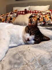 Cozy cat sleeping on a bed