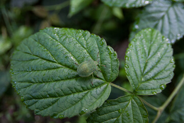 Shield bug Acanthosomatidae on green leaf