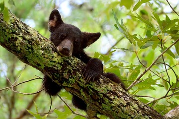 black bear cub © steve