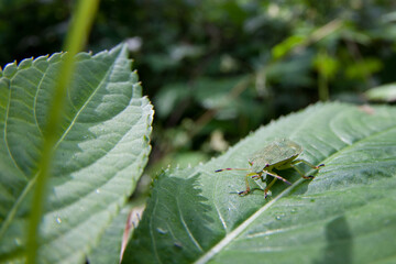 Shield bug Acanthosomatidae on green leaf