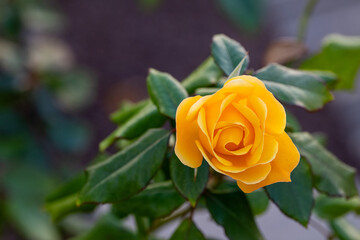 Yellow rose in full bloom
