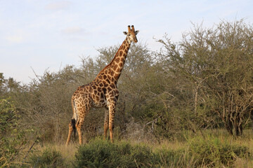 Giraffe / Giraffe / Giraffa camelopardalis