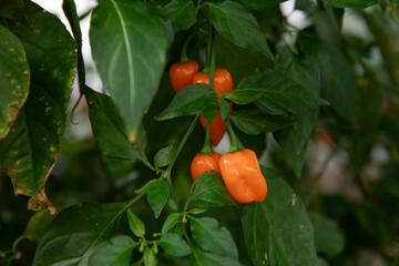 Habanero peppers
