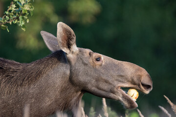 Moose in Kadyny village summer time